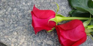 Two red roses on a marble surface.