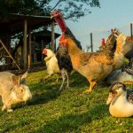 Rabbit and various birds on the farm grass