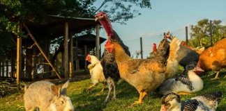 Rabbit and various birds on the farm grass