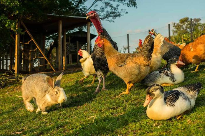 1834015795 Rabbit and various birds on the farm grass