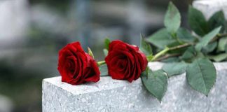 Red roses on a gray stone surface