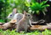 Two rabbits sitting on grass near wooden logs
