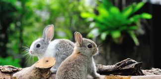 Two rabbits sitting on grass near wooden logs