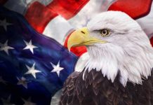 Bald eagle with an American flag background.