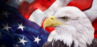 Bald eagle with an American flag background.